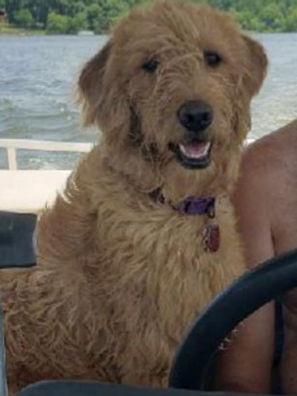 Lucy enjoying a day on the lake.