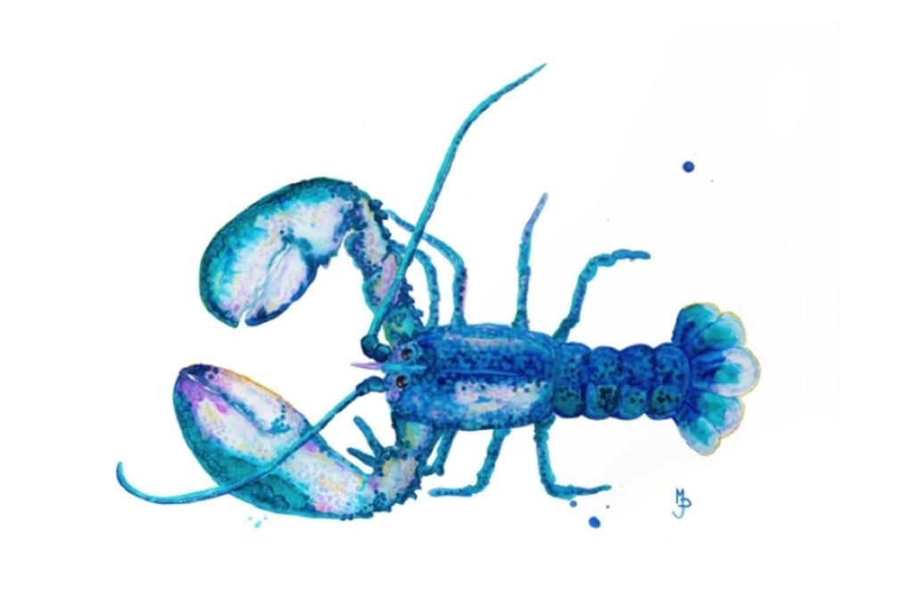Cotton Candy Lobster