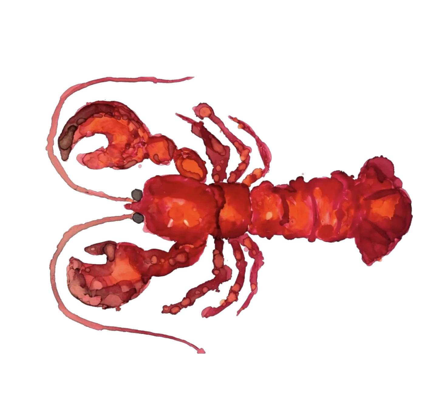 Red lobster painted in alcohol ink by Mary Post