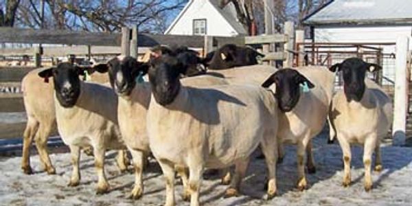 A group of sheep with black faces standing in a snowy farmyard.
