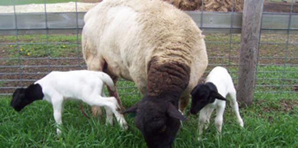 A sheep and two lambs grazing on green grass near a fence.