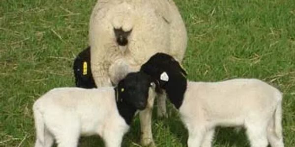 Two lambs nursing from a sheep in a grassy field.