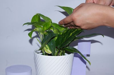 Hand tending to a Pothos plant in a white pot with a light purple backdrop, ideal for indoor decor