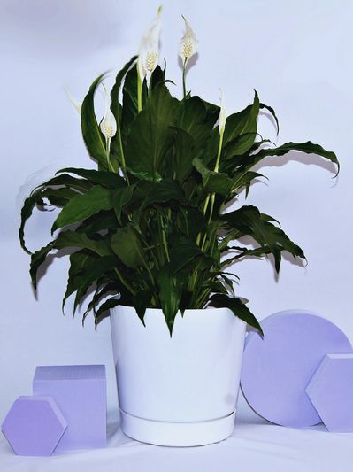 Peace lily in a stylish white flare pot, perfect for adding tranquility to your home