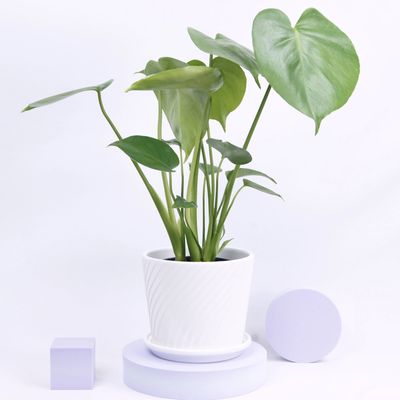 Monstera Deliciosa in white ceramic pot with pastel purple accents lush green leaves & elegant decor