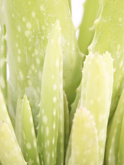 Zoom in Aloe Vera plant  ideal for indoor decor and care