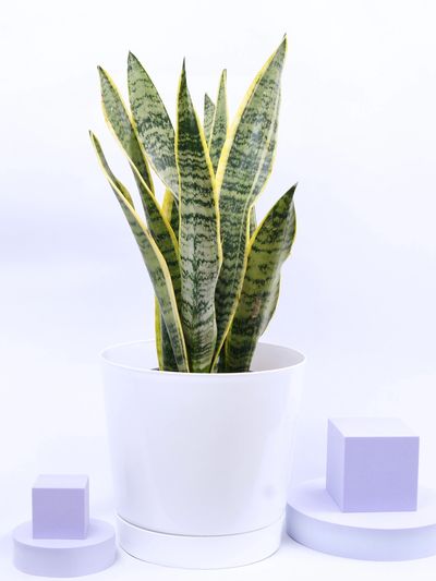 Snake Plant in a white pot with a light purple backdrop, ideal for indoor air purification and decor