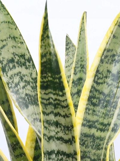 Zoomed in snake plant leaves with yellow variegation, ideal for indoor air purification and decor