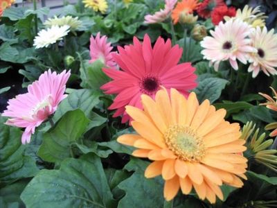 Vibrant gerbera daisies in pink, red, and orange bloom amidst green leaves.