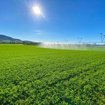 Beat green lucerne being irrigated in the sunshine. 