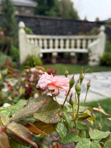 Pink rose bloom with garden bench in background.