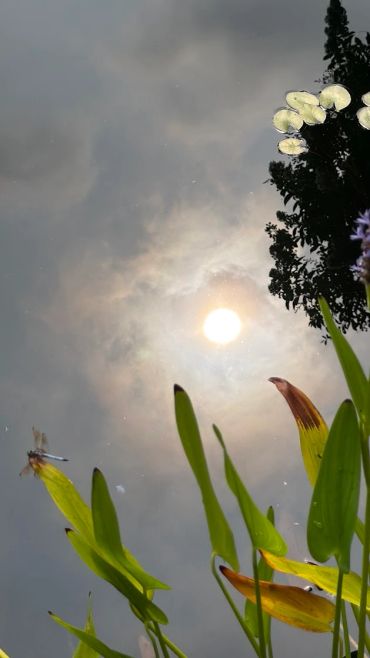 Dragonfly near water plants under a cloudy sun.