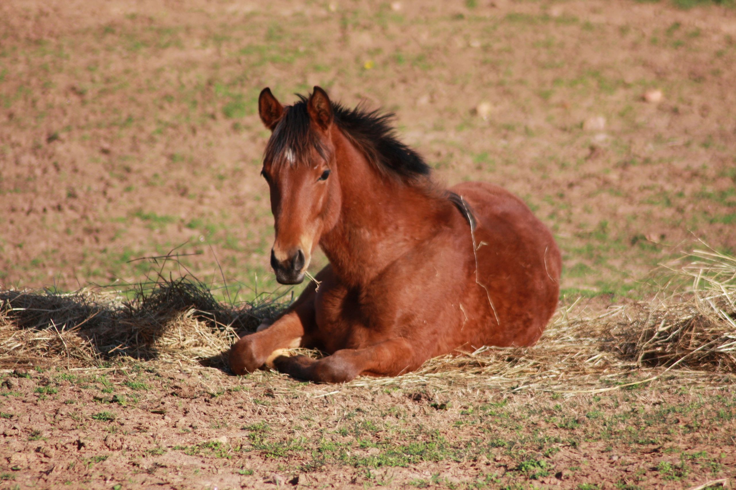 Mare Gestation Calculator