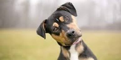 Cute dog with a quizzical look. Moving in Portsmouth won't be confusing when you hire the Vets. 