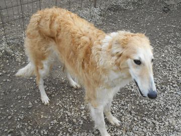A fluffy Borzoi dog standing on gravel near a fence.