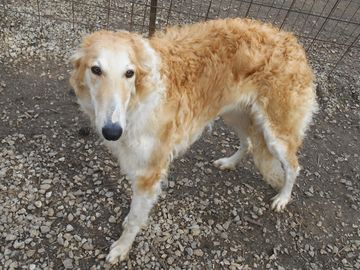 A curly-haired dog with a slender snout standing on gravel.