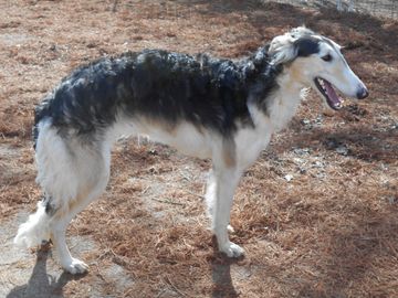 A black and white Borzoi dog standing outside on pine needles.
