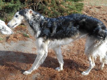 A black and white Borzoi dog standing outdoors on pine needles.