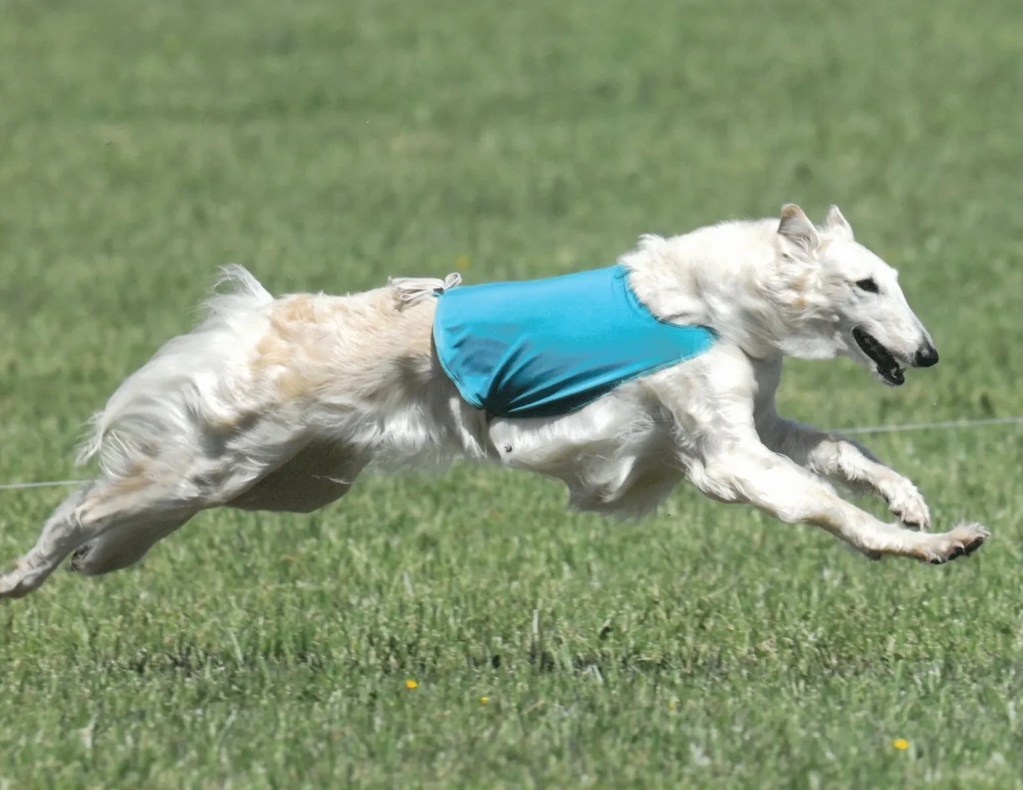 Lure Coursing