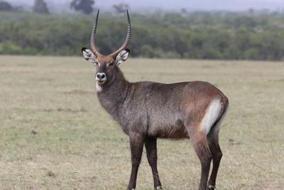 Hunting Waterbuck in Texas