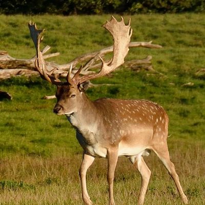 Fallow Deer Hunting in Texas