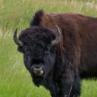 Bison Hunting in Texas