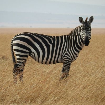 Zebra hunting in Texas