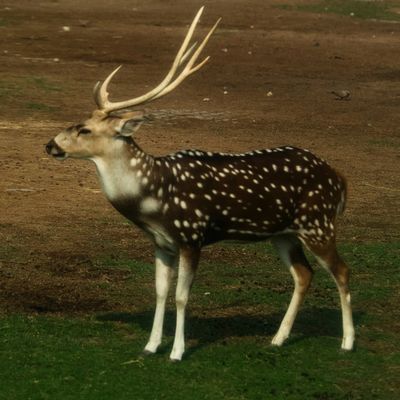 Axis Deer hunting in Texas