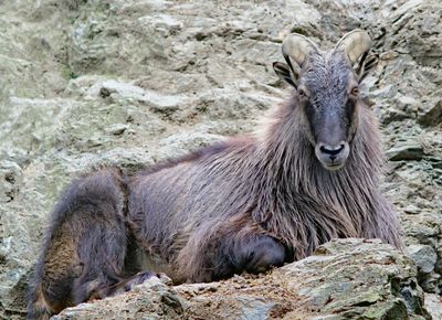 Tahr Hunting in Texas