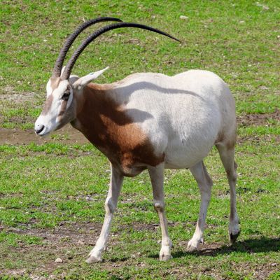 Hunting Scimitar Oryx in Texas