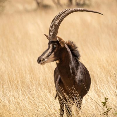 Sable Antelope Hunting in Texas