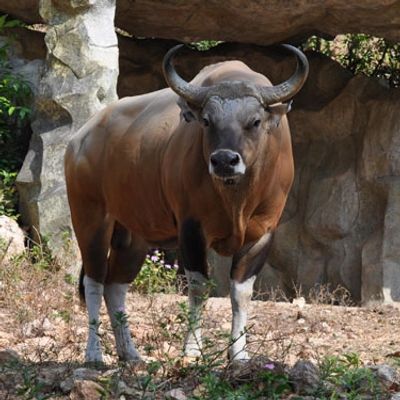 Banteng Hunting in Texas