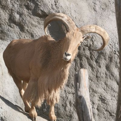 Aoudad Sheep Hunting in Texas