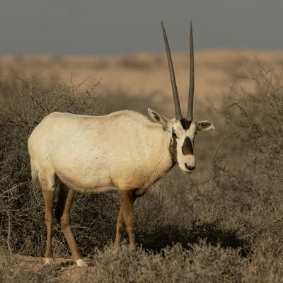 Hunting Arabian Oryx  in Texas