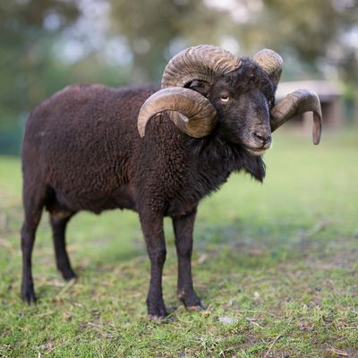 Black Hawaiian Sheep Hunting in Texas