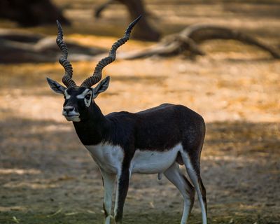 Blackbuck Antelope Hunting in Texas