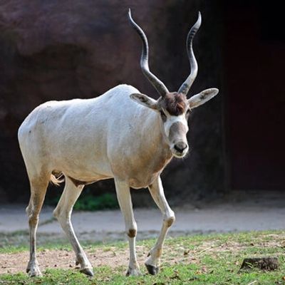 Hunting Addax in Texas
