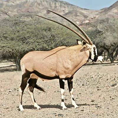 Scimbok hunting in Texas