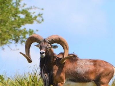 Stumberg Sheep at The Patio Ranch