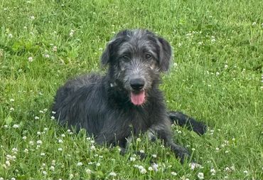 Shea is our up and coming female. She is 8 months old. She stands 34 inches at the shoulder. Has the