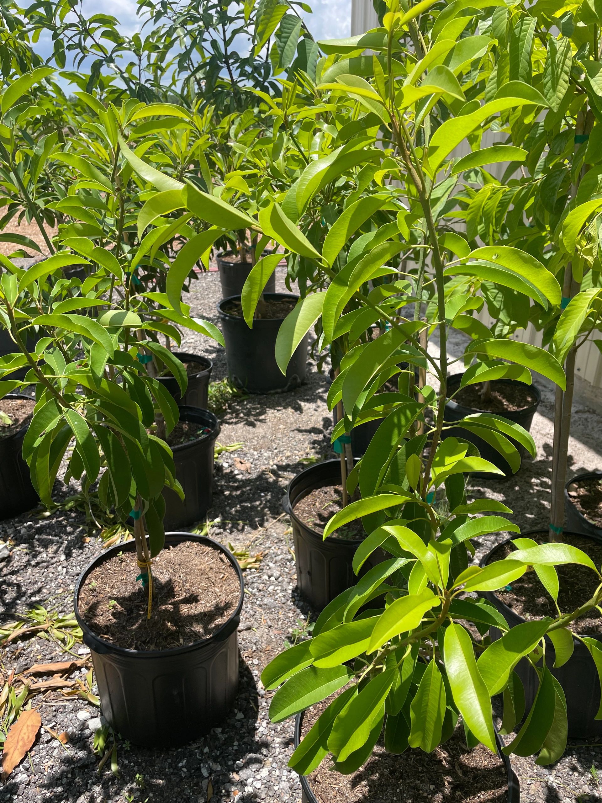 7-gallon Sapodilla (Butterscotch) Sapodilla Tree