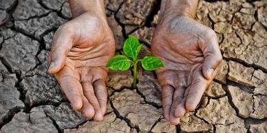Hands protecting a small green plant on dry cracked soil.