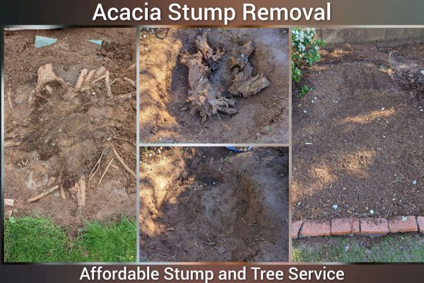Before-and-after photo of an Acacia stump removal.