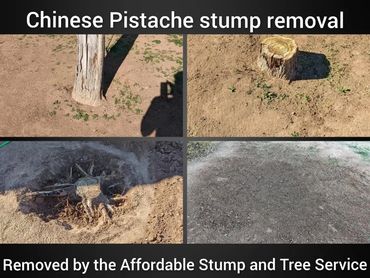 Chinese Pistache tree stump completely ground down below the residential yard line in Chandler, AZ.