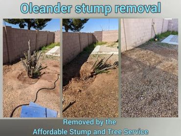 Thick oleander bush removal service clearing out a side yard landscaping section in Chandler, AZ.