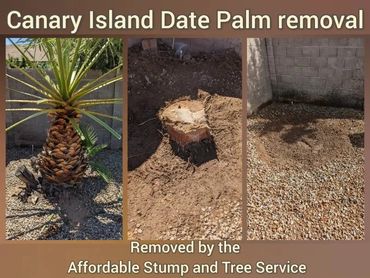 Large Canary Island Date Palm removal from a residential backyard landscaping bed in Chandler, AZ.