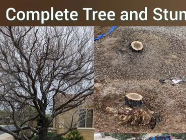 Cypress tree extraction service showcasing a clean brick wall space after removal in Chandler, AZ.