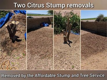 Before and after views of two citrus tree stumps ground down simultaneously in Chandler, AZ.