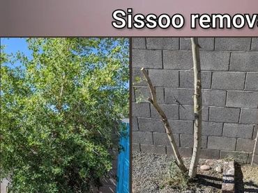 Sissoo tree removal service showing the cleared landscaping area before and after in Chandler, AZ.