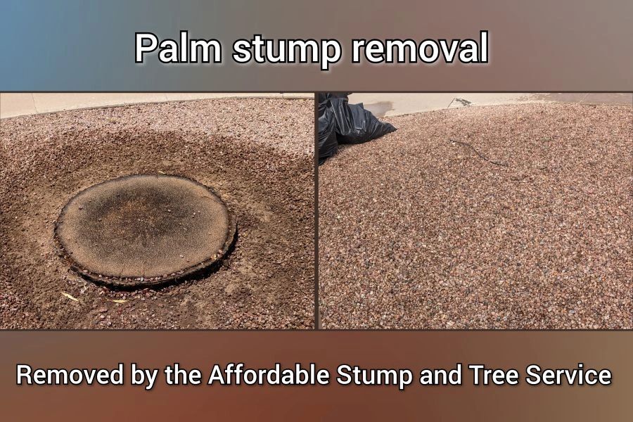 Before and after photos of palm stump removal in Chandler 